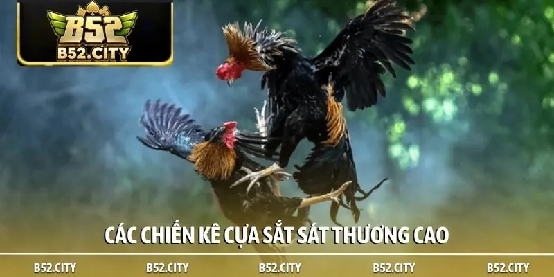 Các chiến kê cựa sắt sát thương cao