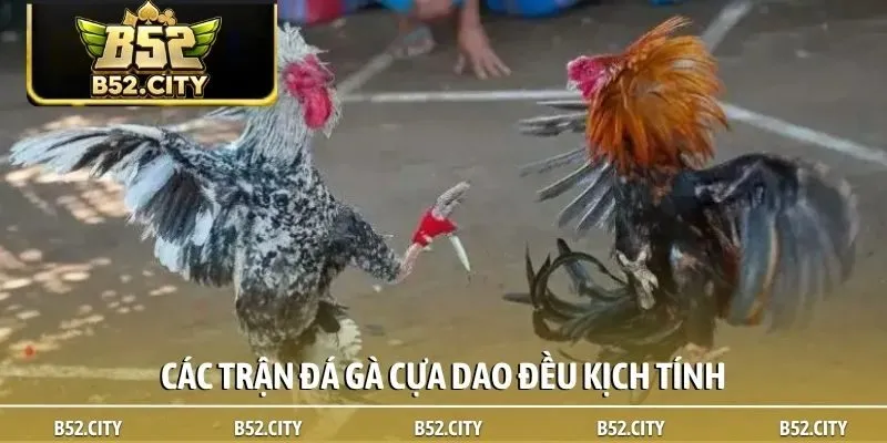Các trận đá gà cựa dao đều kịch tính