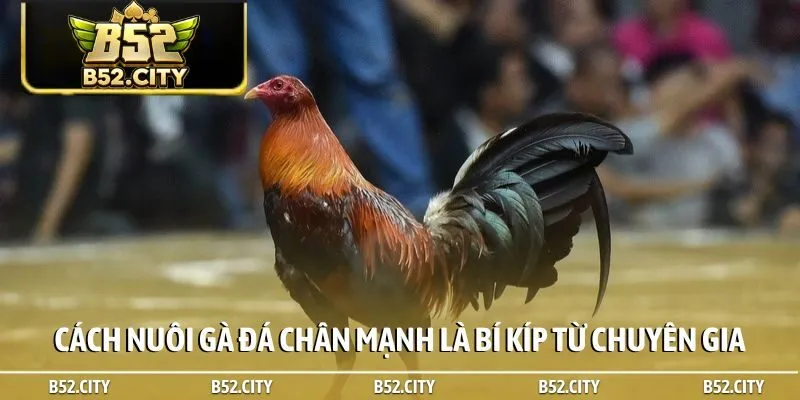 Cách nuôi gà đá chân mạnh là bí kíp từ chuyên gia