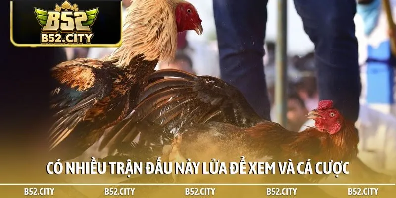 Có nhiều trận đấu nảy lửa để xem và cá cược