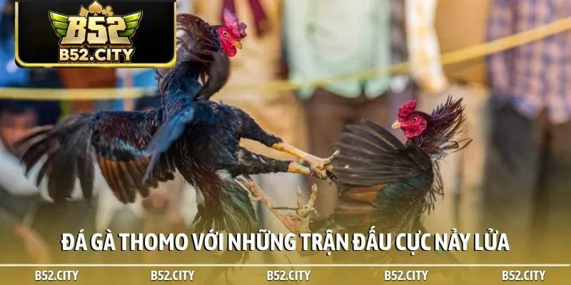 Đá gà Thomo với những trận đấu cực nảy lửa
